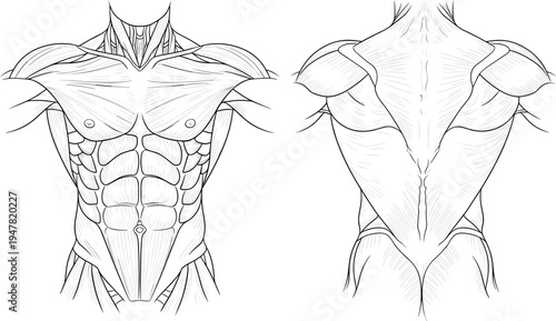 Detailed human muscle anatomy front and back view, male torso muscular system line art illustration for medical fitness study reference