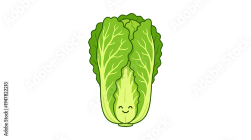 Napa cabbage cartoon illustration