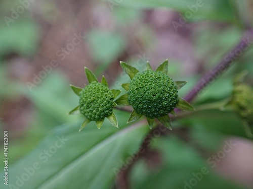 Принти на полотні Eclipta prostrata (Urang-aring) This button-like green structure is developing a flower bud, which eventually blooms into a small white flower