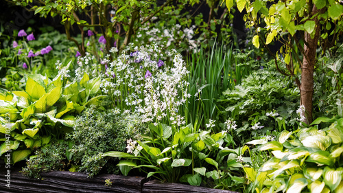 Mixed perennial border thriving in spring, displaying green hosta leaves, delicate white blossoms, and various plants