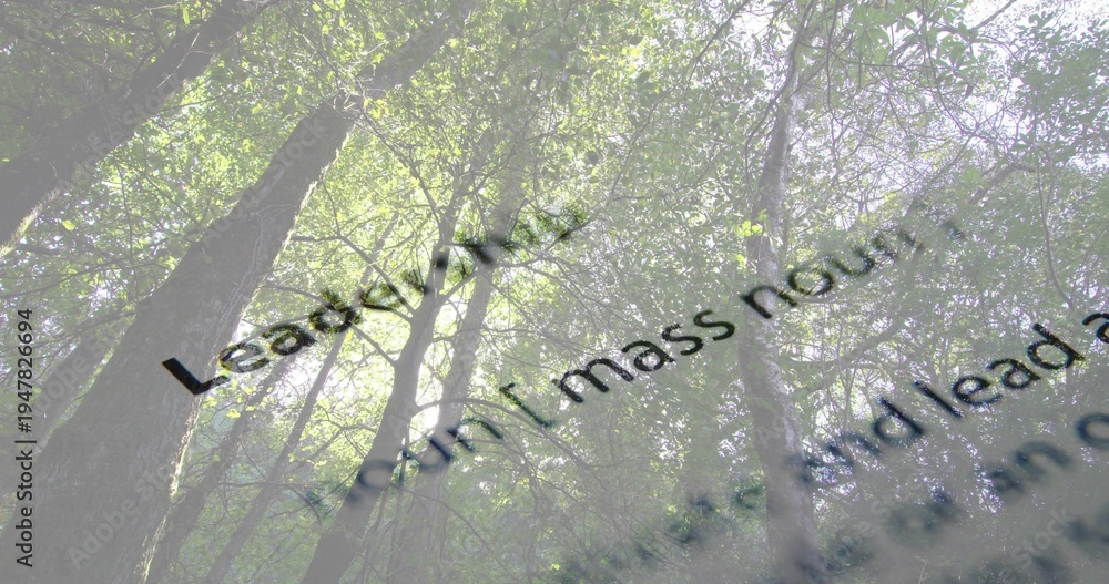 Fototapeta premium Displaying forest canopy and trunks rising toward sky in woods, overlaid with black type