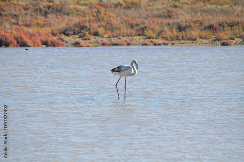 The bird Flamingo in the natural environment in Lady's Mile Limassol