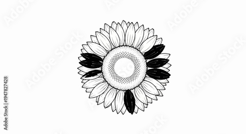 Stylized black and white sunflower illustration with contrasting petals