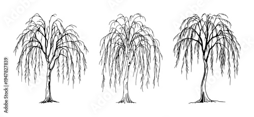 Weeping willow tree set with delicate lines and elegant trailing branches featuring fine line art, nature illustration, and intricate details with botanical drawing and organic shapes