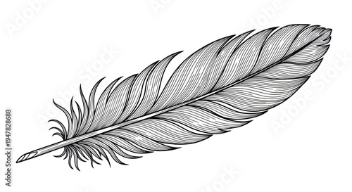 Elegant Quill Feather Drawing - Vintage Writing Instrument on White Background