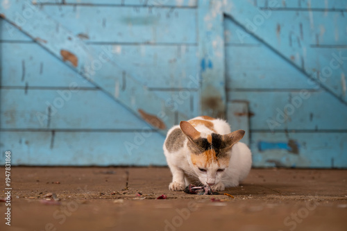 Valokuva Cat is eating fish, seafood market Mumbai in India, homeless kitten, abandoned,