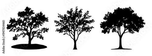 Deciduous tree set with a spreading canopy and oval leaves featuring a minimalist style, clean lines, black silhouette with a white background and high contrast