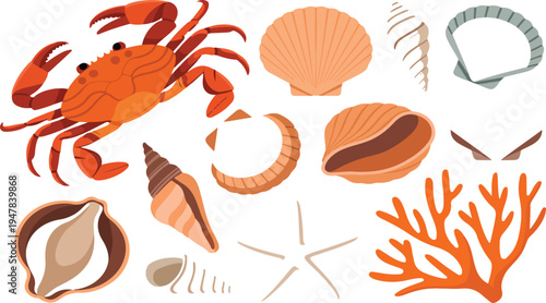 Collection of realistic sea shells coral starfish and crab illustrations perfect for beach ocean marine and coastal themed designs