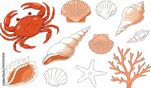 Collection of realistic sea shells coral starfish and crab illustrations perfect for beach ocean marine and coastal themed designs