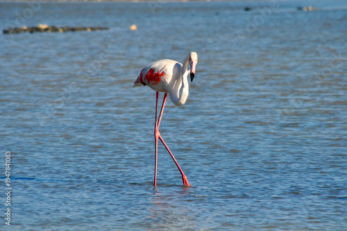 The bird Flamingo in the natural environment in Lady's Mile Limassol