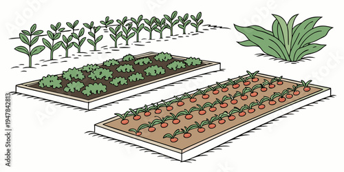 A diagram showing two raised garden beds with plants Vector
