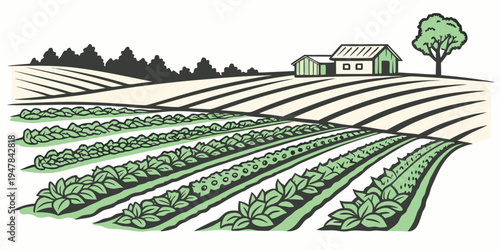 A green field with rows of crops and a house Vector