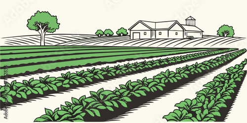 A large farm with rows of crops and a house Vector