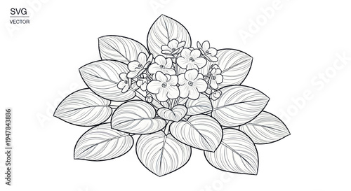 Hand Drawn African Violet Plant Sketch with Leaves and Flowers