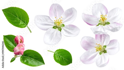 Delicate apple blossoms, verdant leaves, and a closed bud, isolated on white. Soft pink tints adorn the flower petals