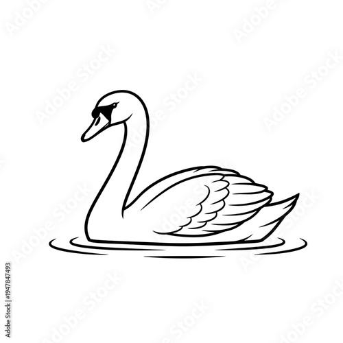 A swan is floating on the water