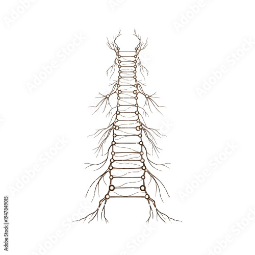 Anatomical illustration of human spinal cord.