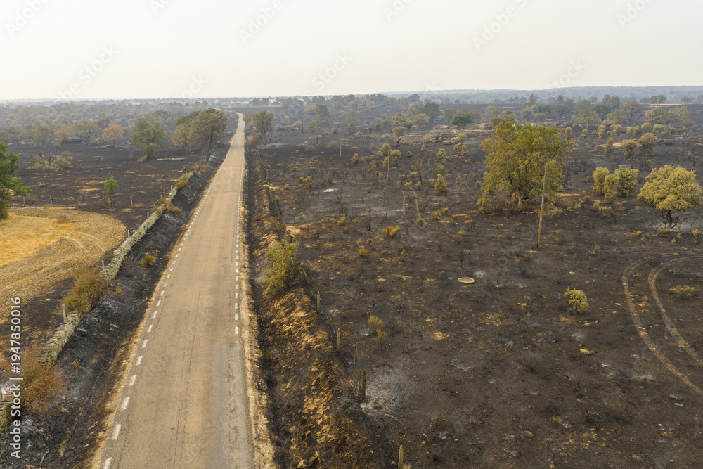 Fototapeta premium Street in a burnt landscape after a forest fire. Spain 2025. Aerial shot.
