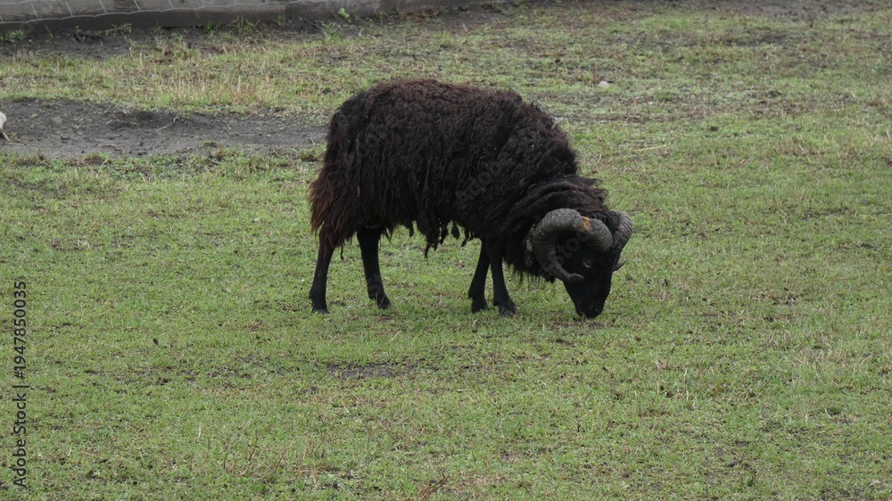 Fototapeta premium Black ram grazes on green grass in a field during the day while others rest nearby in a rural setting