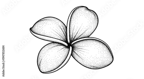 A delicate flower with four petals illustrated in black and white on a white background