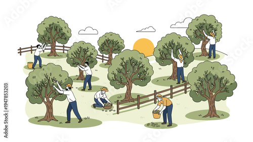 Agricultural workers harvest fresh olives from trees in a large orchard during a beautiful sunset in a rural countryside field.