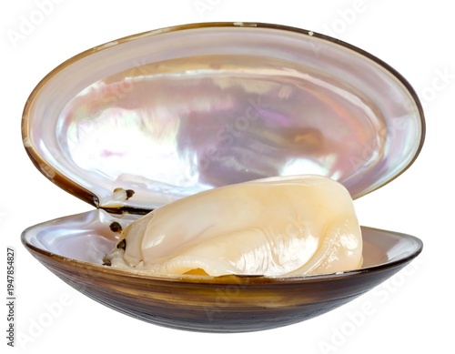 Open clam shell with lustrous interior, revealing soft, white meat, presented against a pure white background. The shell has beautiful colors