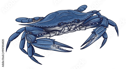 Blue Crab Illustration - Detailed Marine Life Art