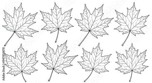 Eight Maple Leaves Pattern, Hand Drawn Sketch, Autumn Season