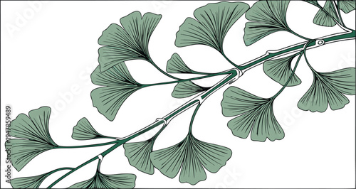 Ginkgo biloba branch illustration featuring green fan shaped leaves with black outline detail on a white background for botanical and herbal wellness designs.