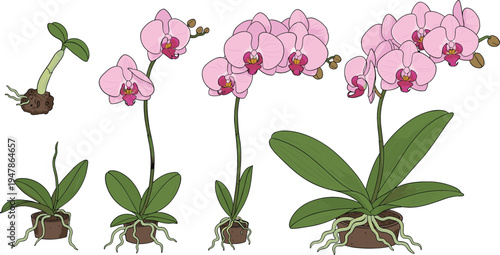 Orchid Growth Stages from Seed to Bloom, Step-by-Step Life Cycle of Orchid Flower, Planting and Growing Process Illustration for Educational Use