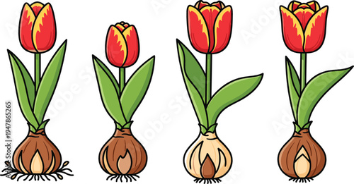 Tulip Growth Stages from Bulb to Bloom, Step-by-Step Life Cycle of a Tulip Flower, Spring Planting and Growth Process Illustration for Educational Use