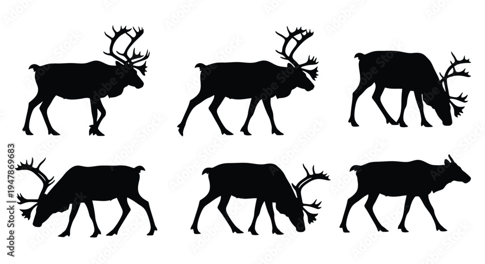 Fototapeta premium Reindeer in various walking and grazing positions