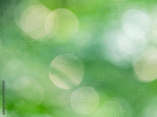 森の木陰の風景。木漏れ日の様子。爽やかな光の風景。大きな丸い玉ボケ。