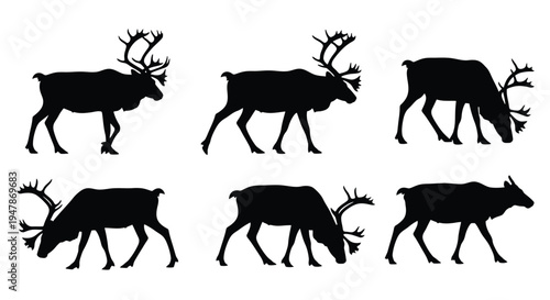 Reindeer in various walking and grazing positions