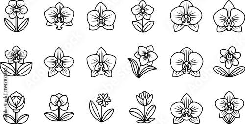 Black and white line of various orchid flowers line black and white botanical