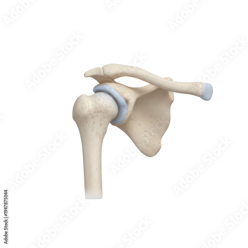 Human shoulder joint anatomical model isolated on a plain white background