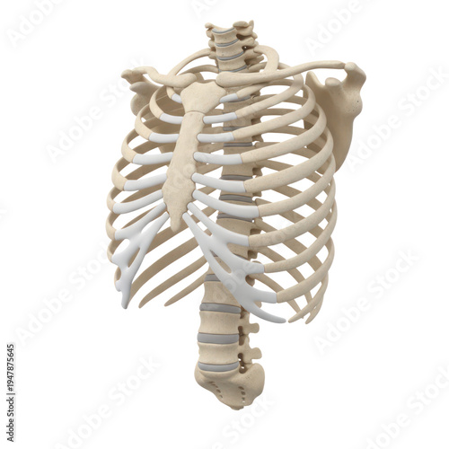 Human rib cage and spine anatomical model on white background