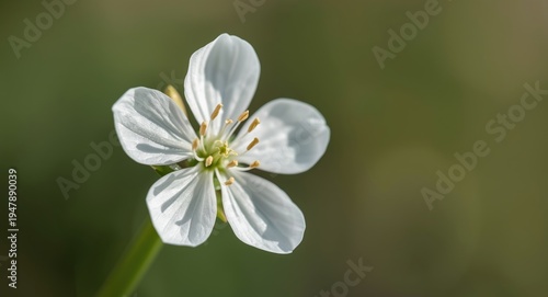 detailed macro of silene acaulis blossom highlighting fragile white petals with gentle backdrop