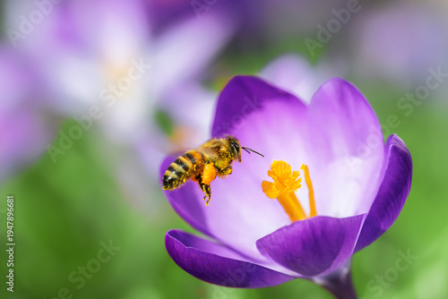 Bee flying to a purple crocus flower blossom