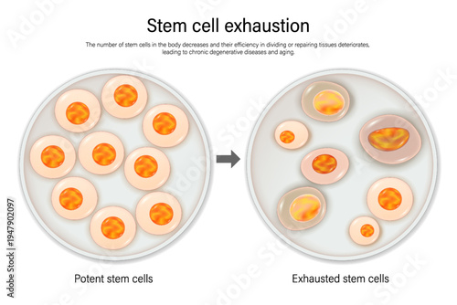 Stem cell exhaustion. Potent stem cells and Exhausted stem cells. Hallmarks of ageing. Longevity.