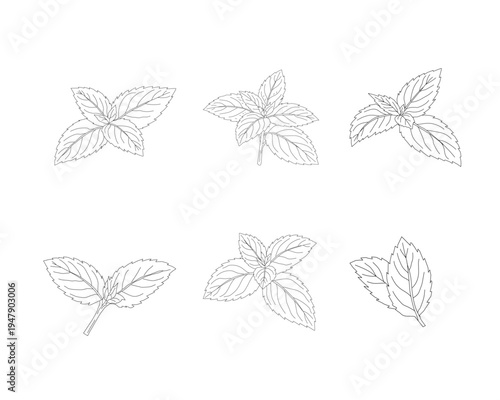 Mint leaves set line art illustration. Herbal mint botanical collection. Aromatic herb foliage drawing set. Culinary mint leaves outline bundle. Natural herbal plant illustration. Botanical ingredient
