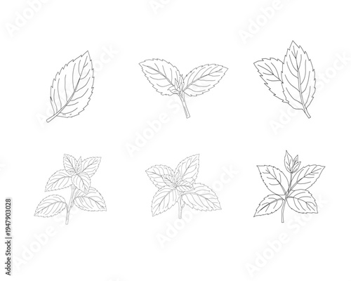 Mint leaves set line art illustration. Herbal mint botanical collection. Aromatic herb foliage drawing set. Culinary mint leaves outline bundle. Natural herbal plant illustration. Botanical ingredient