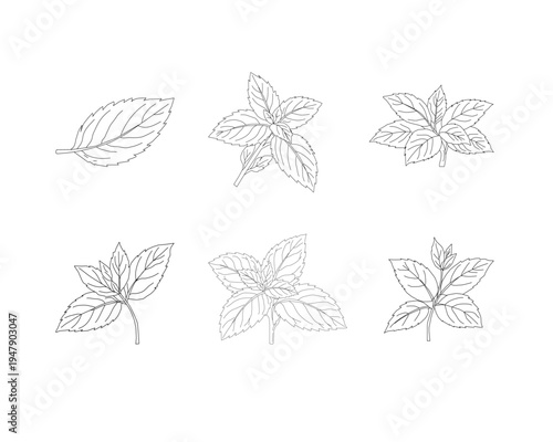 Mint leaves set line art illustration. Herbal mint botanical collection. Aromatic herb foliage drawing set. Culinary mint leaves outline bundle. Natural herbal plant illustration. Botanical ingredient