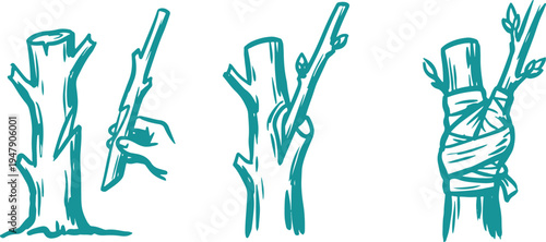Hand Drawn Tree Grafting Set Vector Illustration, Plant Grafting Technique Sketch Collection.