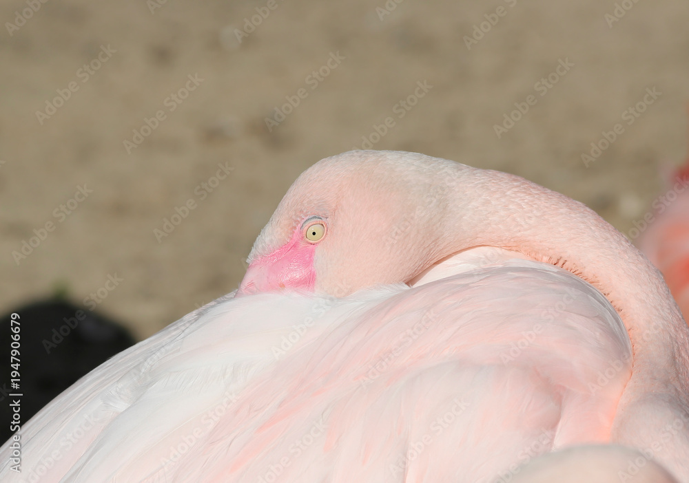 Fototapeta premium Close up of Chilean flamingo with yellow eye at zoo in Hanover, Germany