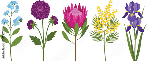 Set of flat vector flower illustrations featuring iris, mimosa, protea, dahlia, and forget me not, cad drawing flat vector illustration for floral design.