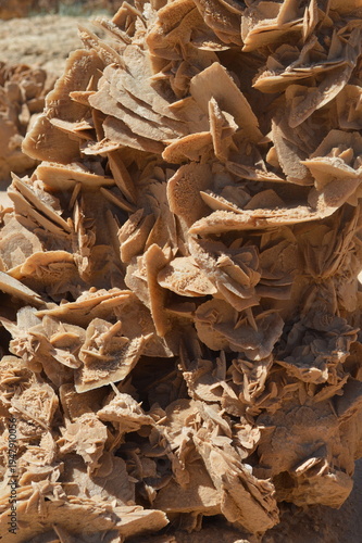 Tunisia le rose del deserto