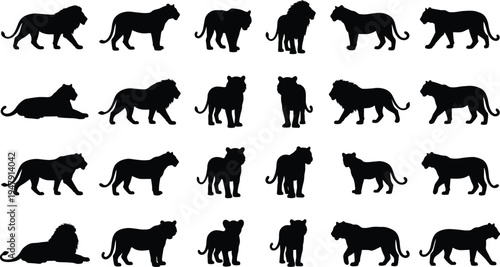 lion tiger silhouettes collection various poses standing walking lying sitting male female big cats wildlife vector black set illustration