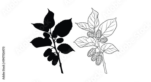 Blackberry and raspberry branches with berries a striking silhouette