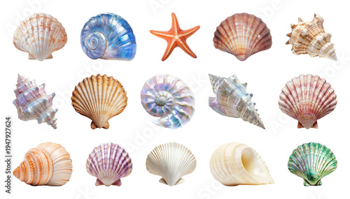 PNG Colorful seashells and starfish collection on transparent background